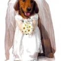 Bride dog