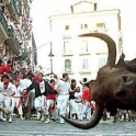 Bull Photobomb