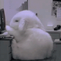 Bunny Falling Sleep At The Office