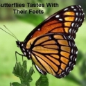 Butterflies Tastes With Their Feet