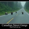 Canadian Street Gangs2
