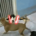 Cat and dog fight
