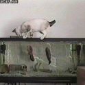 Cat vs Vicious Fish
