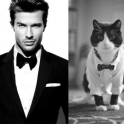 Cats That Look Like Male Models 1