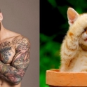 Cats That Look Like Male Models 15