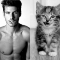 Cats That Look Like Male Models 9