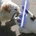 Cats with lightsabers 14