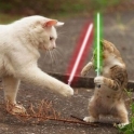 Cats with lightsabers 15