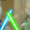 Cats with lightsabers 18