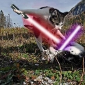 Cats with lightsabers 27