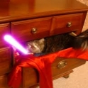Cats with lightsabers 31