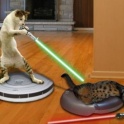 Cats with lightsabers 4