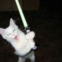 Cats with lightsabers 8