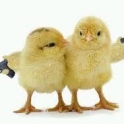 Chicks with guns