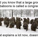 Did you know that a large group of Baboons...