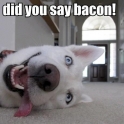 Did you say bacon