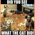 Did you see what the cat did
