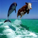 Dolphin and a Cow Seems Legit