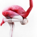 Flamingo Body Paint Illusion
