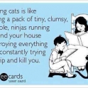 Having cats is like...