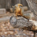 How Squirrels Land At Stan Lees House