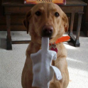 How your dog can give you the finger