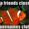 Keep Friends Close Anenomes Closer