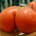 Nice Tomatoe