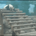 Panda swing panda fall