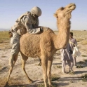 Riding A Camel