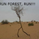 Run Forest Run2