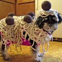 Spaghetti Dog