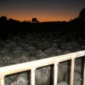The sheep they watch you