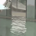 This is how penguins dive