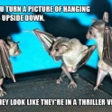Thriller bats