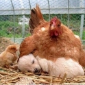 What came first the Chicken or the Dog