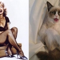 cats that look like pin up girls 1