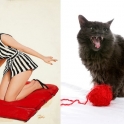 cats that look like pin up girls 11