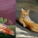 cats that look like pin up girls 2