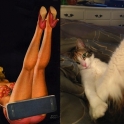 cats that look like pin up girls 5