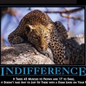 indifference2