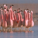 mating dance of the Chilean Flamingo