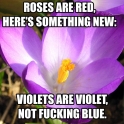 violets are violet