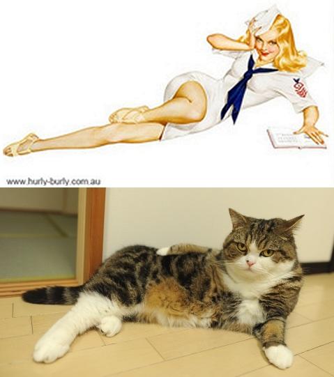 cats that look like pin up girls 20
