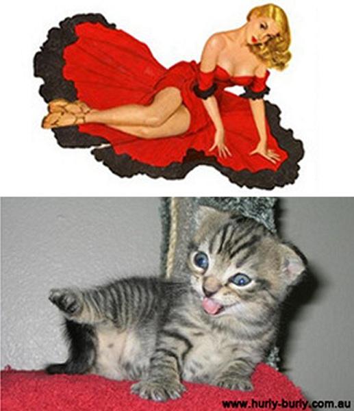 cats that look like pin up girls 6