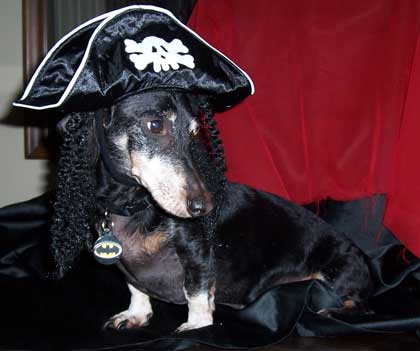 pirate dog