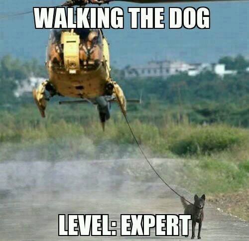 walking the dog level expert