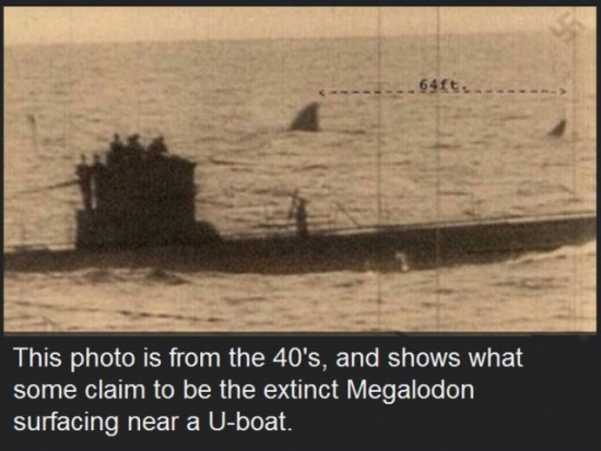 An extinct Megalodon