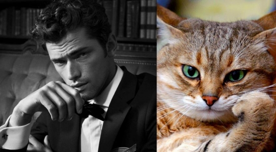 Cats That Look Like Male Models 16