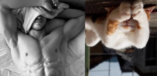 Cats That Look Like Male Models 19